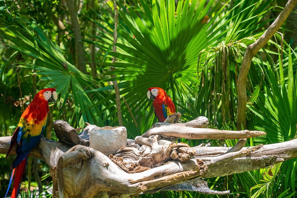 Krystal Cancun Timeshare Invites Travelers to the Xcaret at Night Tour 3